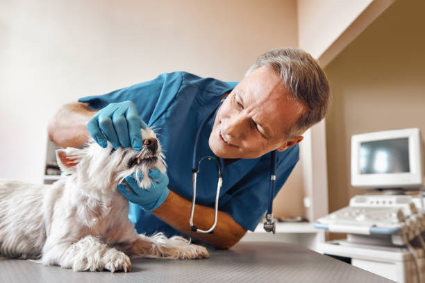 Best Emergency Dental Care for Trauma or Injury in Prceton, IN